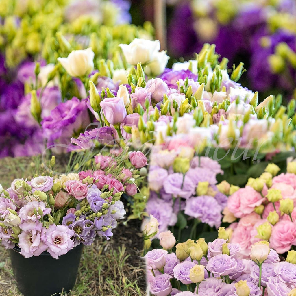💐 Lisianthus - A Sincere and Immutable Love 🌸
