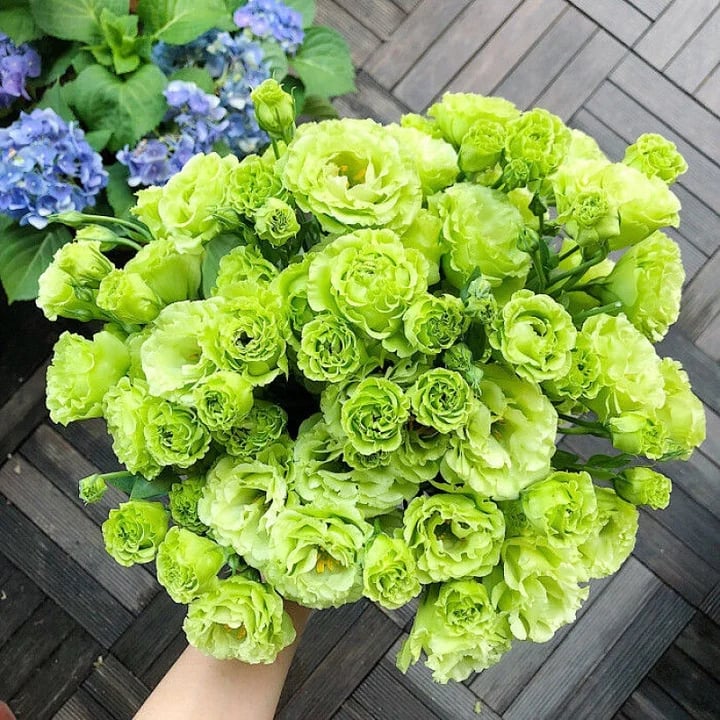 💐 Lisianthus - A Sincere and Immutable Love 🌸