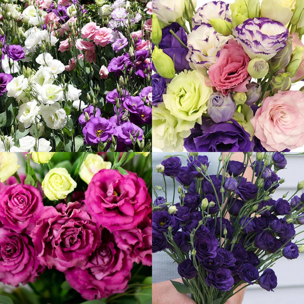 💐 Lisianthus - A Sincere and Immutable Love 🌸