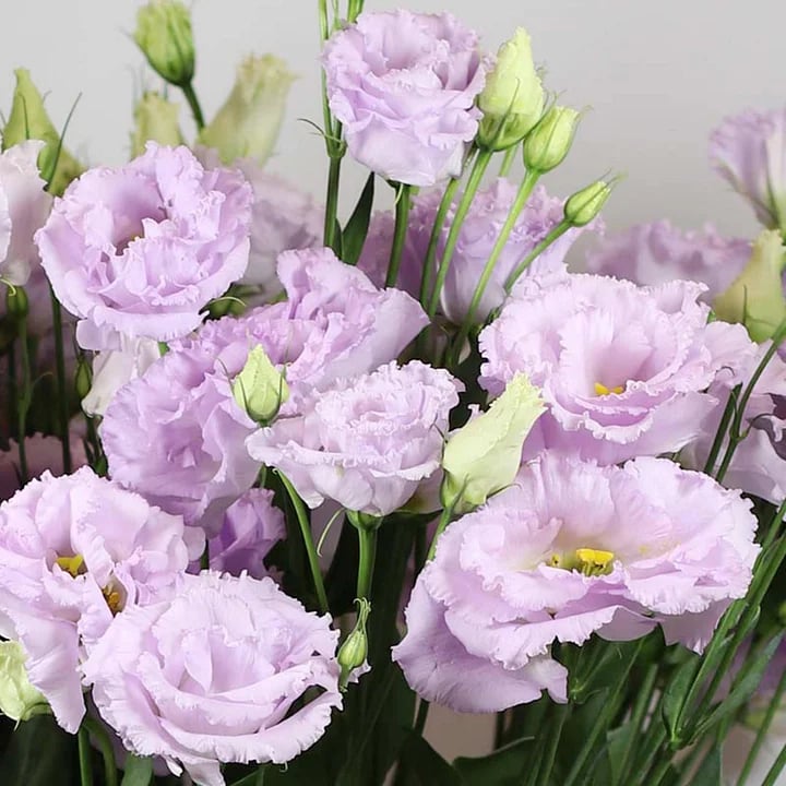 💐 Lisianthus - A Sincere and Immutable Love 🌸